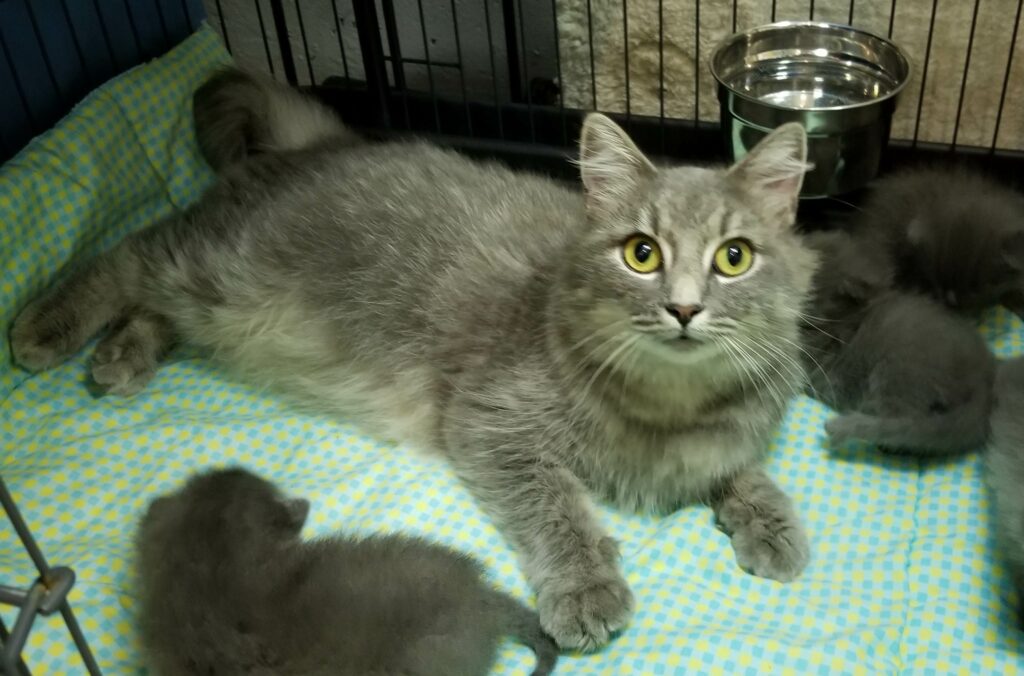 Image of grey, momma cat with kittens.